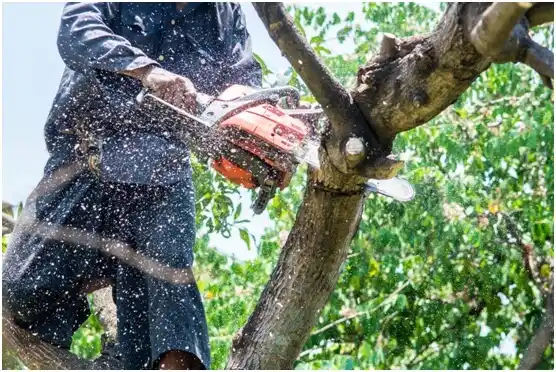 tree services Eastlawn Gardens